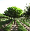 Catalpa bignonioides 'Nana'